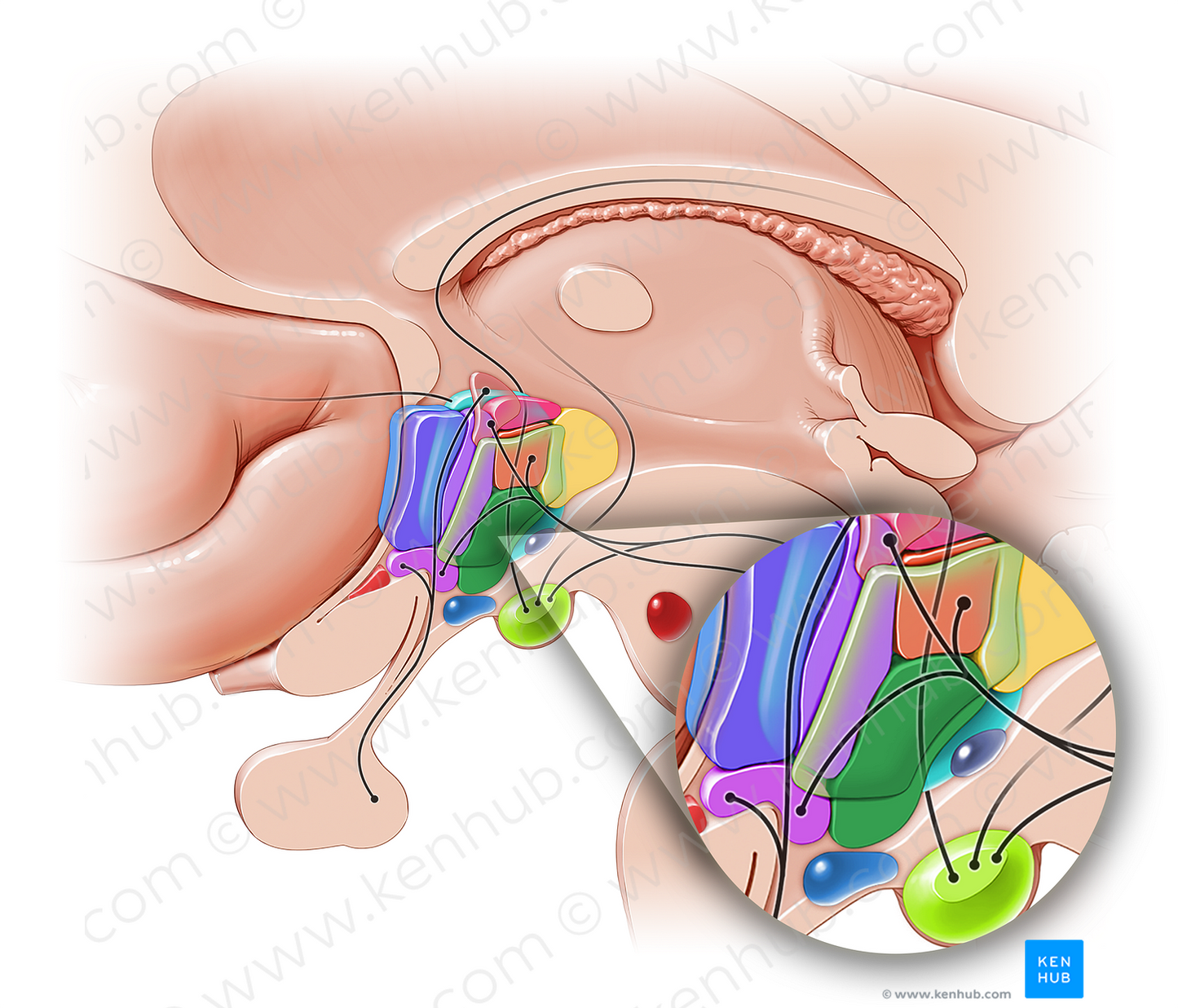 Ventromedial hypothalamic nucleus (#10877)