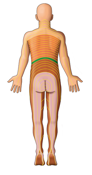 T12 dermatome (#13063)