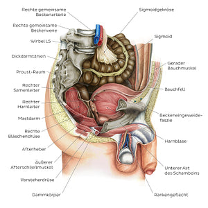 Male pelvic viscera and perineum (German)