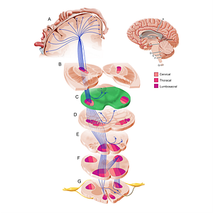 Cerebral peduncle (#11206)