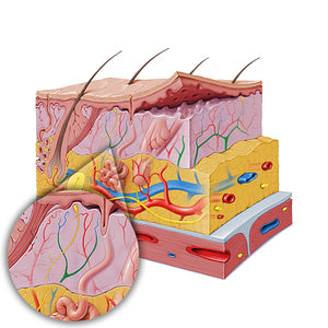 Deep dermal venous plexus (#19849)