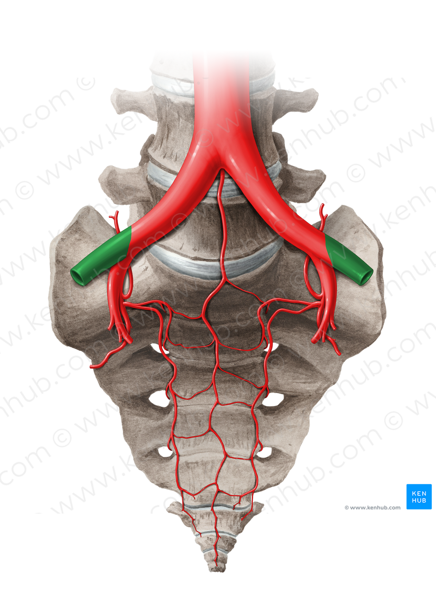 External iliac artery (#14054)
