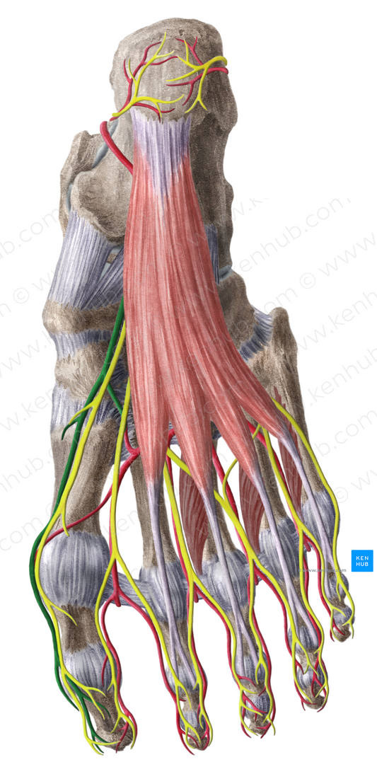 Medial plantar artery (#1635)