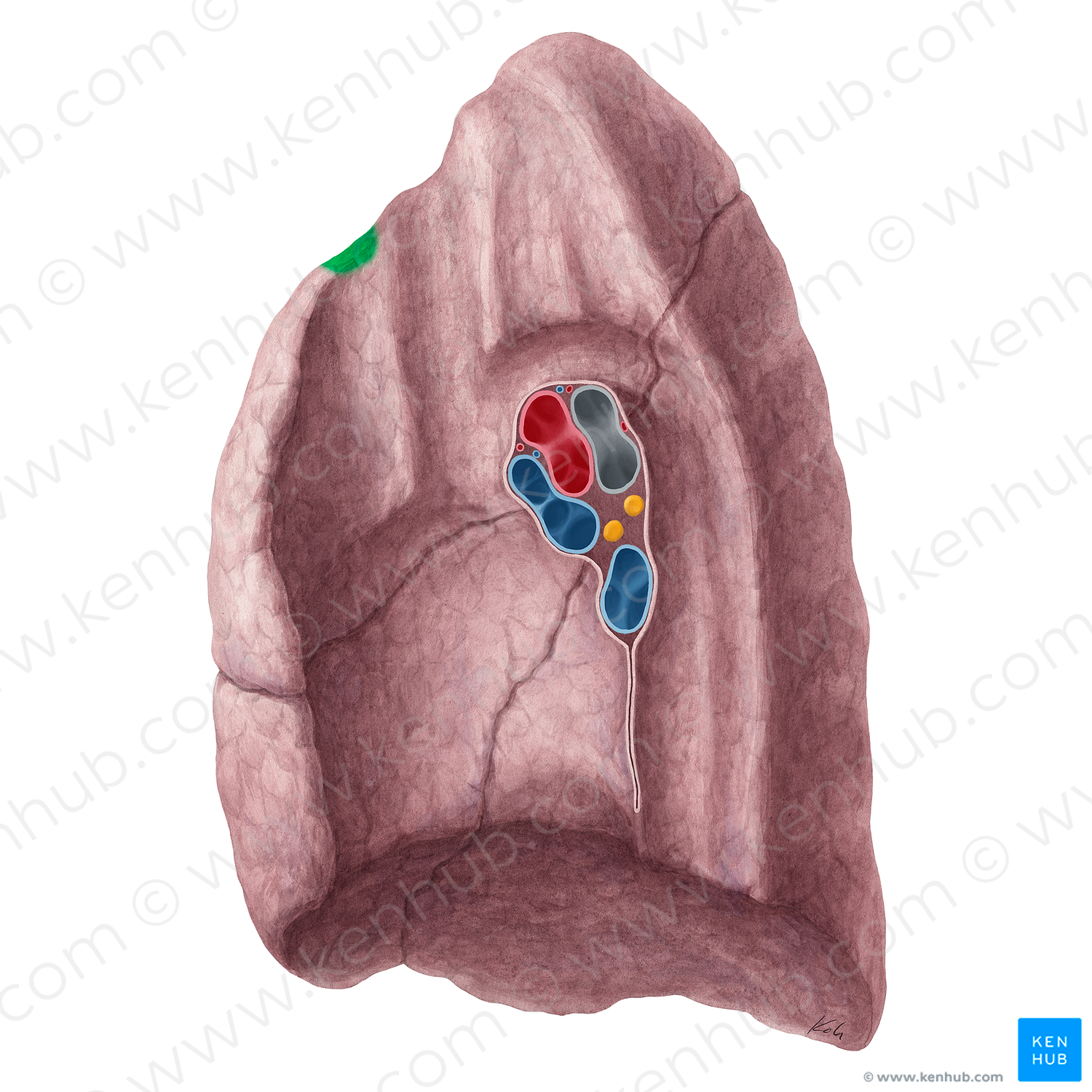 Impression for 1st rib of right lung (#21325)