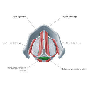 Larynx: action of transverse and oblique arytenoid muscles (English)