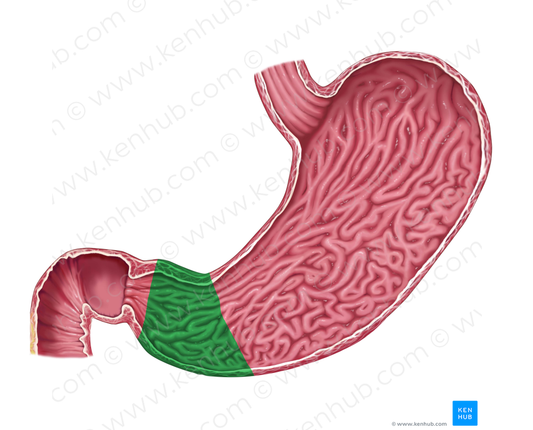 Pyloric antrum (#668)