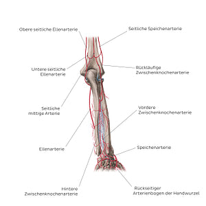 Arteries of the forearm: Posterior view (German)