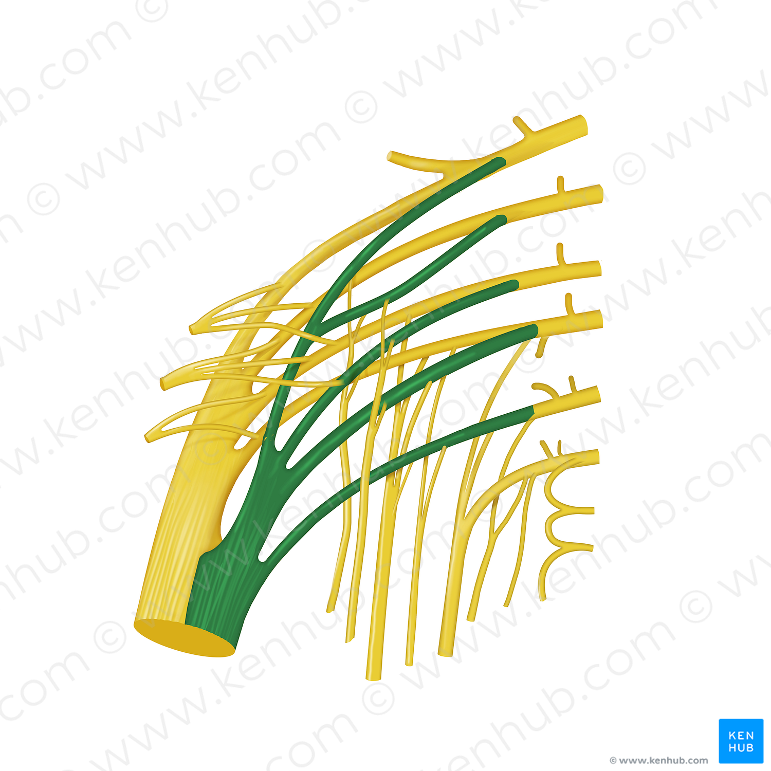 Tibial division of sciatic nerve (#12760)