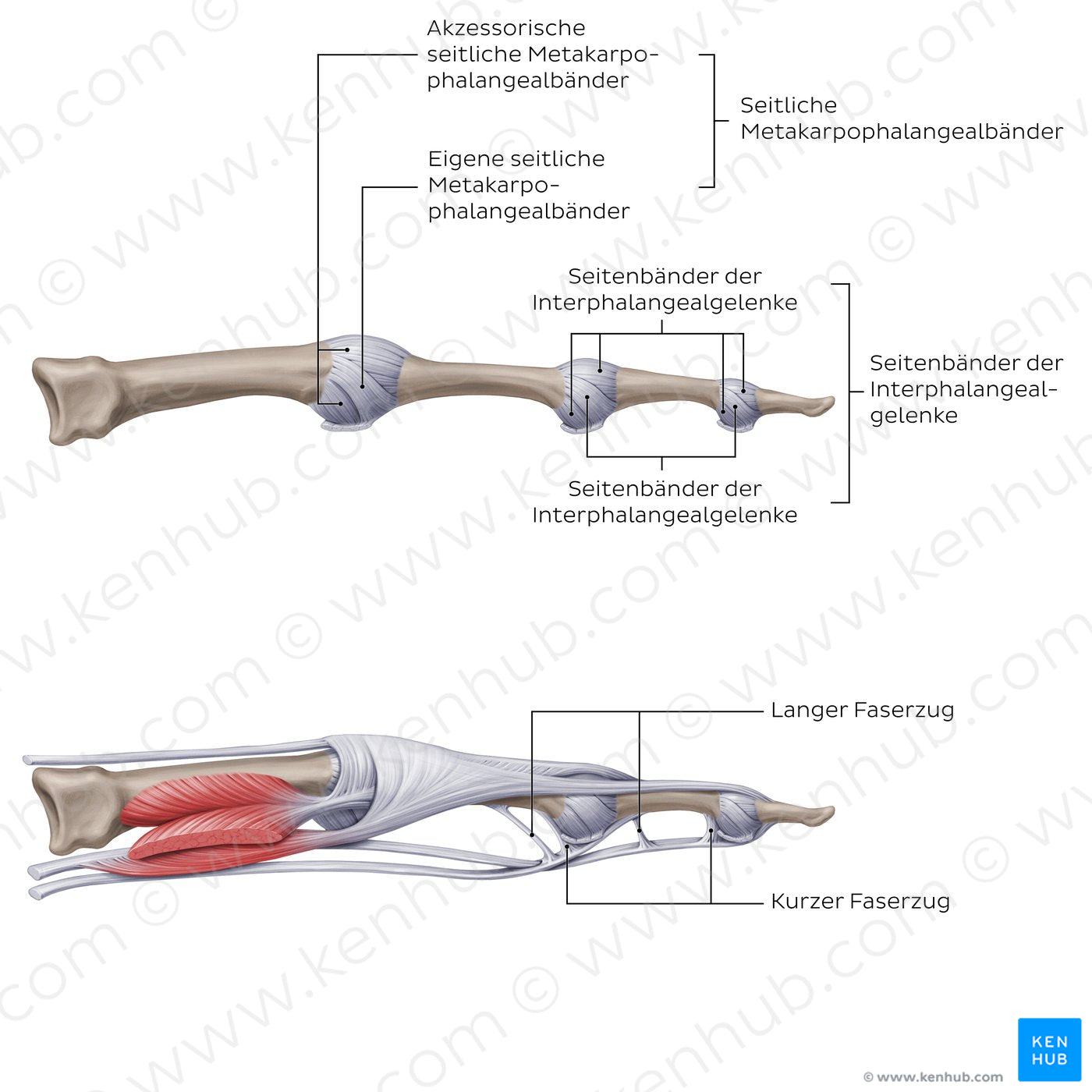 Ligaments of the metacarpals and phalanges: Lateral view (German)