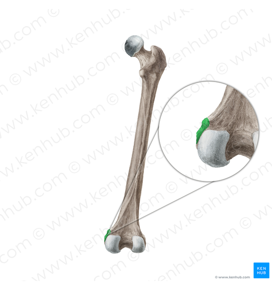 Medial epicondyle of femur (#3400)