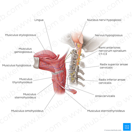 Hypoglossal nerve (Latin)