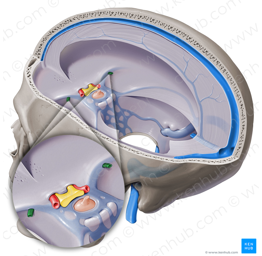 Superficial middle cerebral vein (#10401)