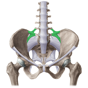 Iliolumbar ligament (#21493)