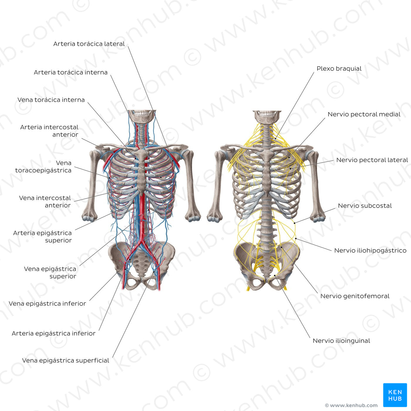 Nerves and vessels of the abdominal wall (Spanish)