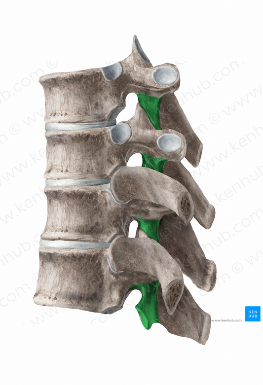 Inferior articular process of vertebra (#11268)
