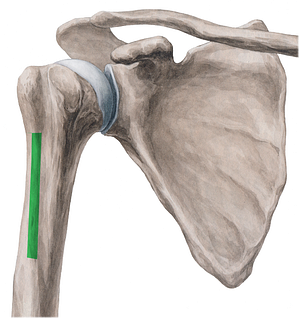Crest of greater tubercle of humerus (#3141)