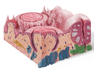 Posterior lingual gland (#4102)