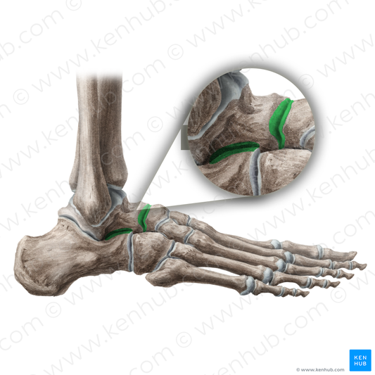 Talocalcaneonavicular joint (#19147)