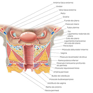 Uterus and vagina (Portuguese)