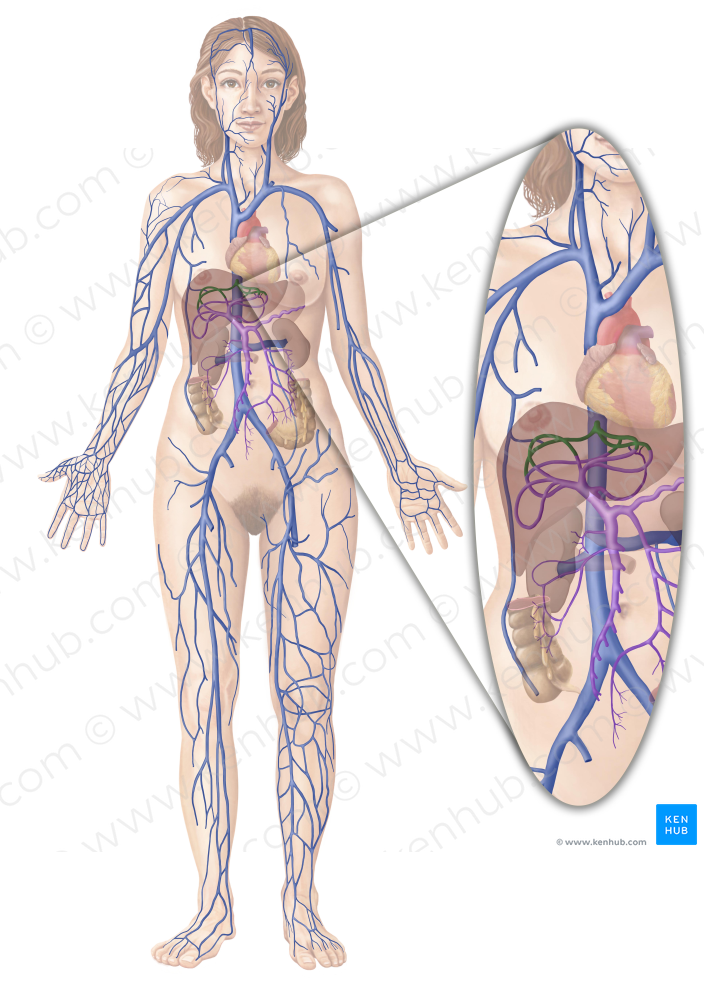 Hepatic veins (#10272)