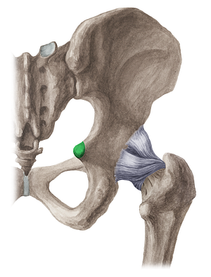 Ischial spine (#9103)