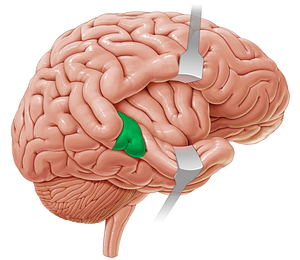 Transverse temporal gyri (#21189)