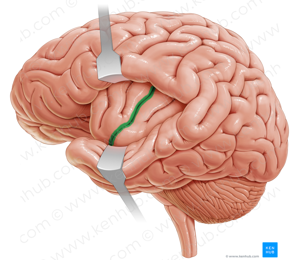 Central sulcus of insula (#9245)