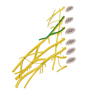 Suprascapular nerve (#6794)