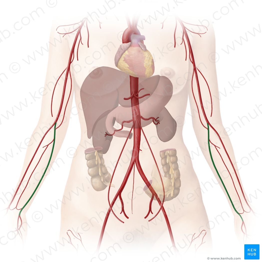 Ulnar artery (#1953)