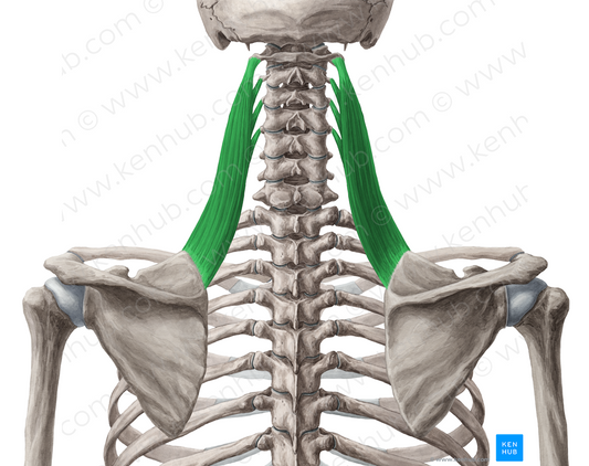 Levator scapulae muscle (#5563)