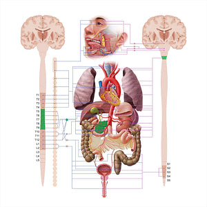 Pancreas (#18577)