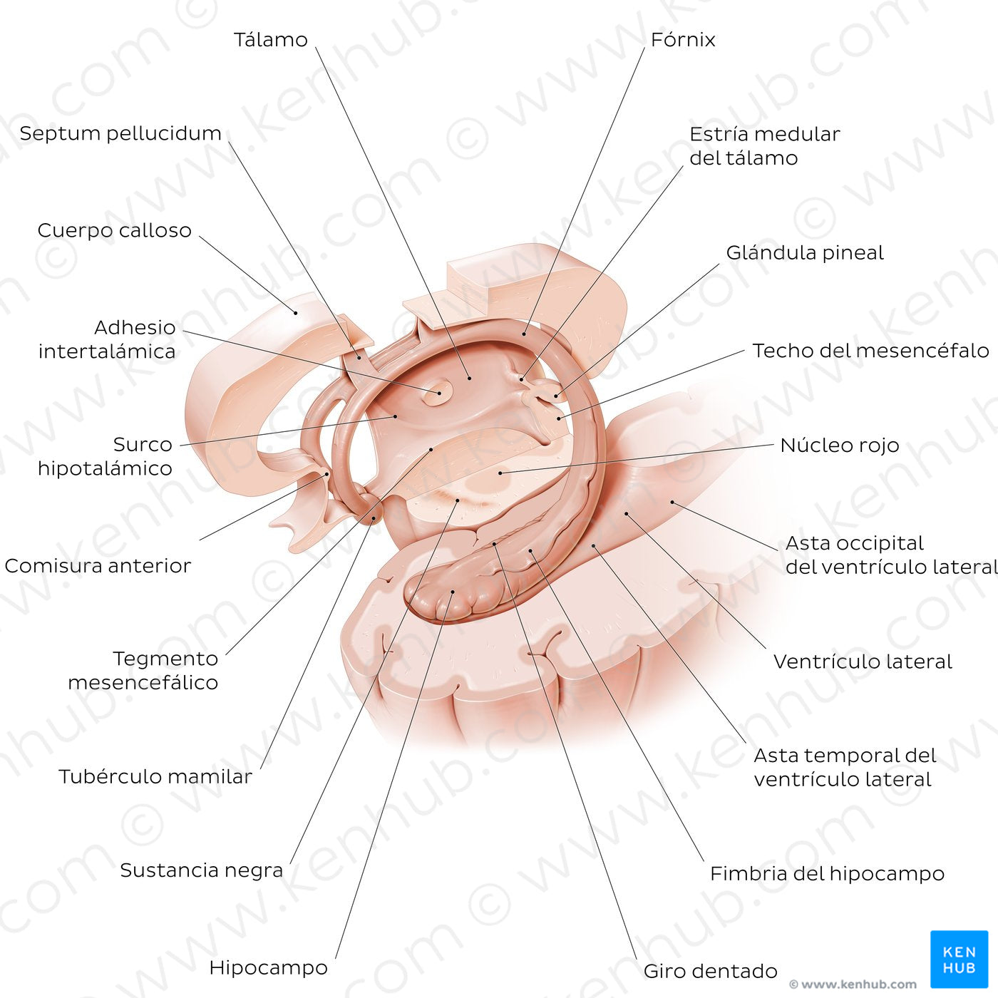 Hippocampus and fornix (Spanish)