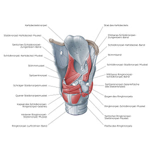 Muscles of the larynx: posterolateral view (German)