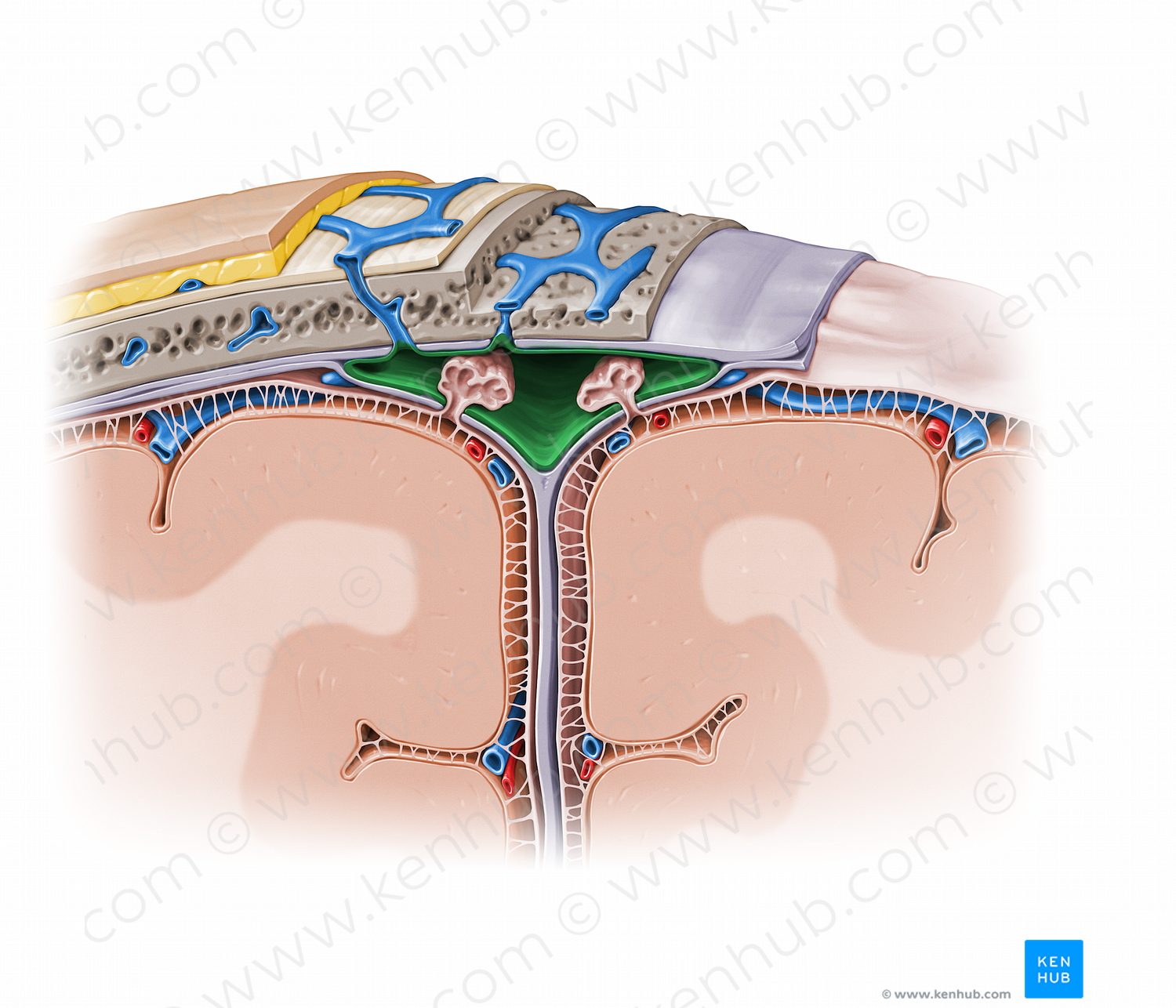 Superior sagittal sinus (#11591)