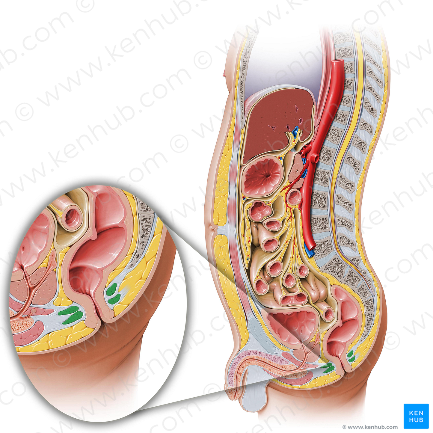 External anal sphincter (#5971)