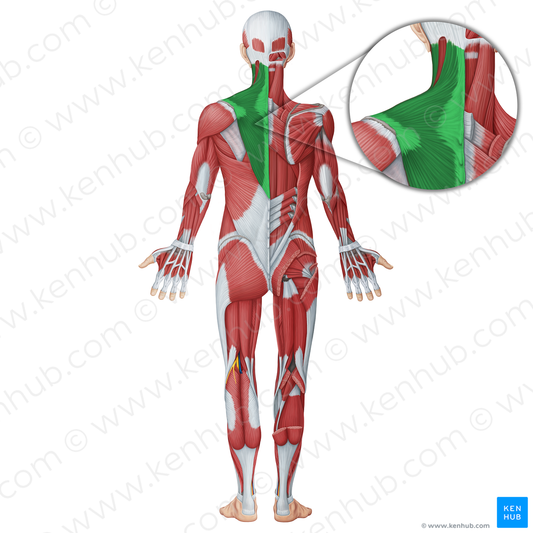 Trapezius muscle (#18765)