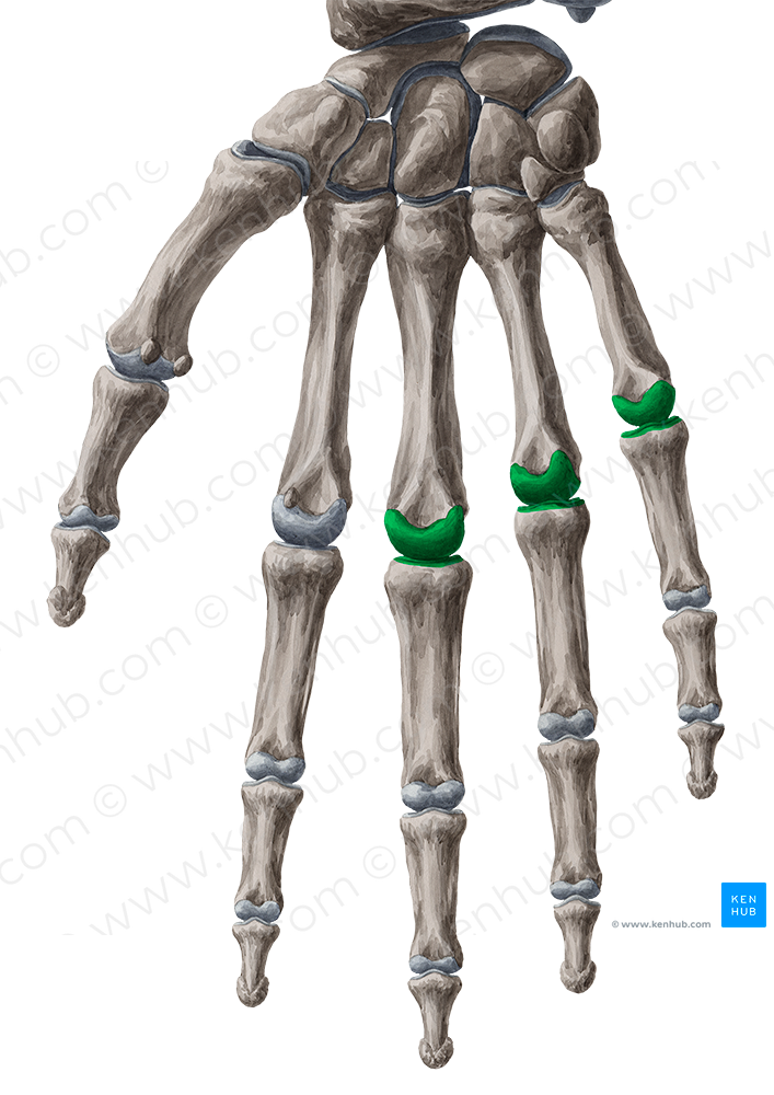 3rd-5th metacarpophalangeal joints (#2064)