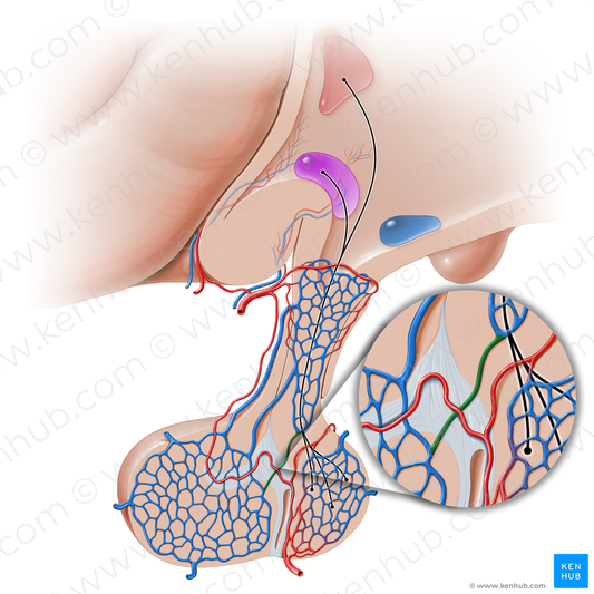 Short hypophyseal portal vein (#16244)