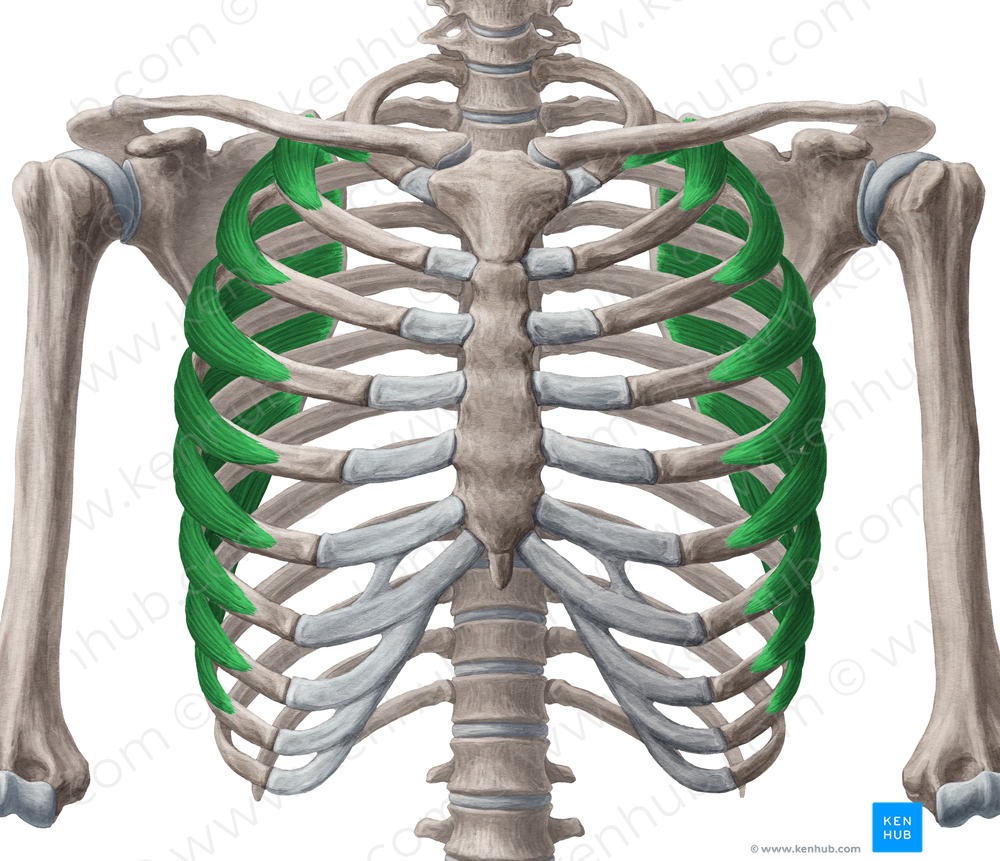 Serratus anterior muscle (#5942)