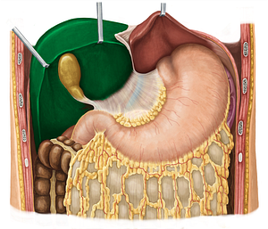 Right lobe of liver (#4786)