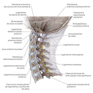 Craniovertebral ligaments and joints (Portuguese)
