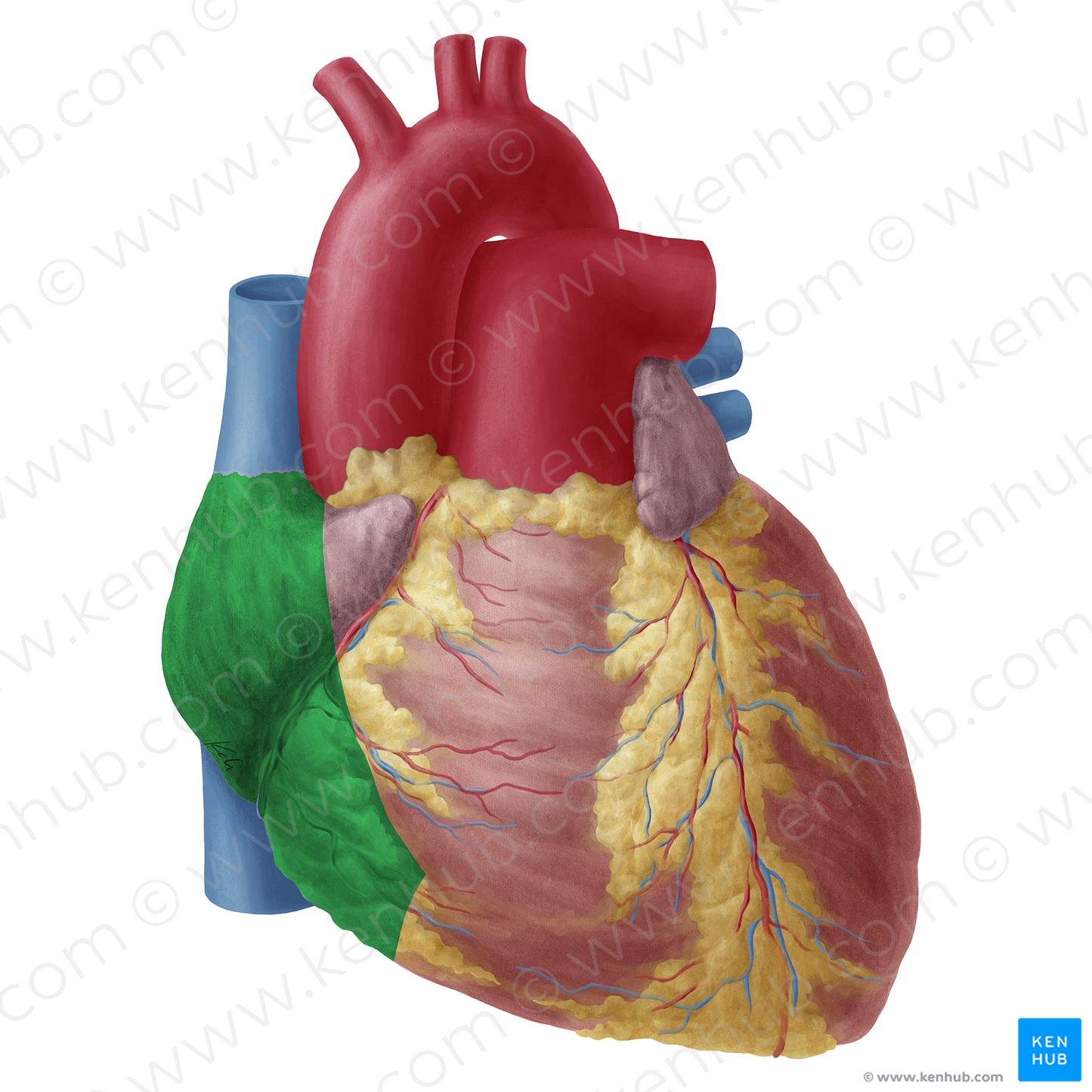 Right surface of heart (#19747)