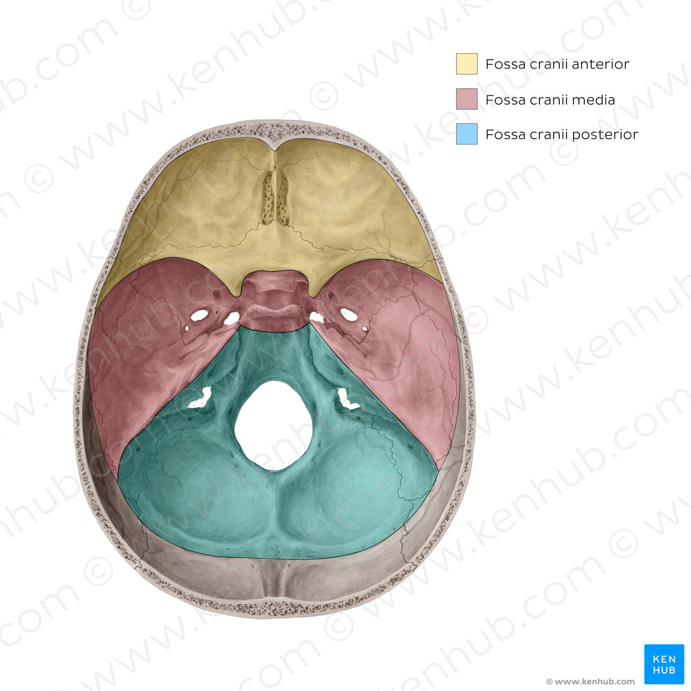 Cranial fossae (Latin)