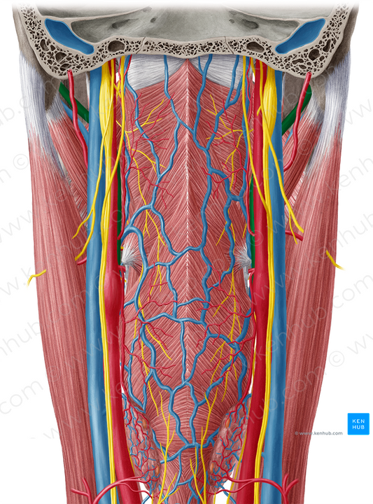 External carotid artery (#961)