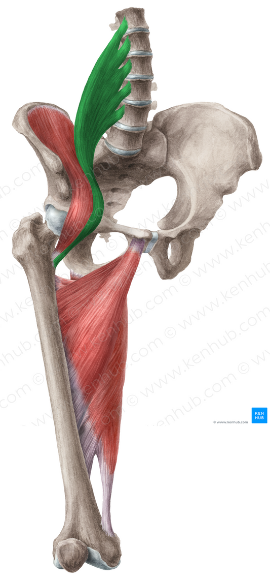 Psoas major muscle (#5779)