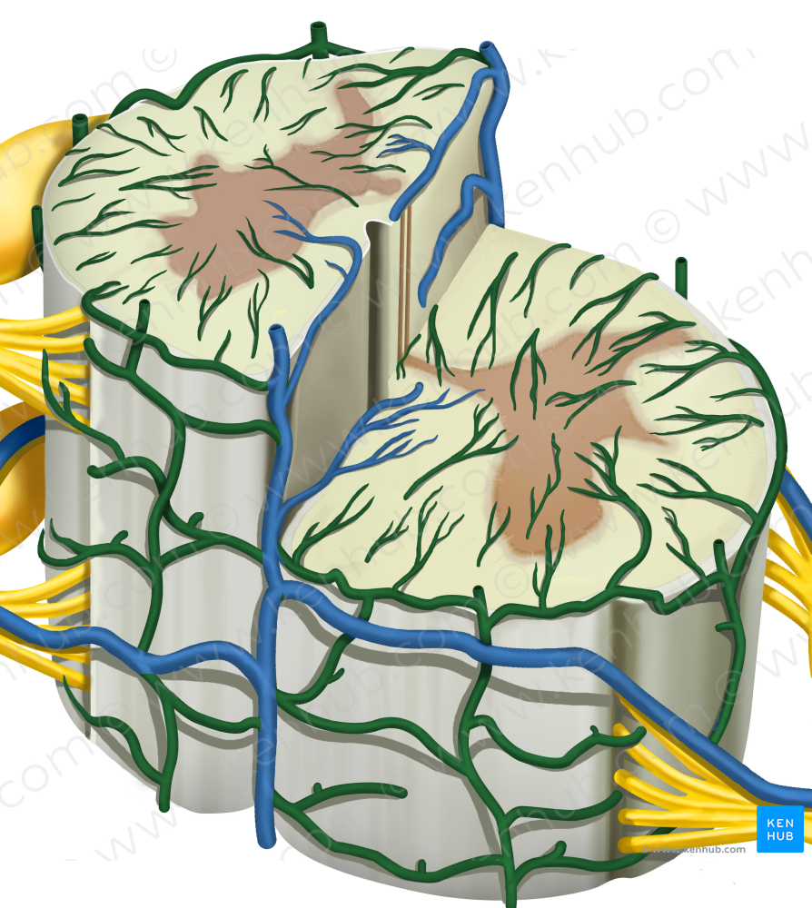 Coronal venous plexus (#8064)