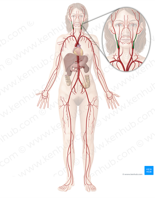 External carotid artery (#958)