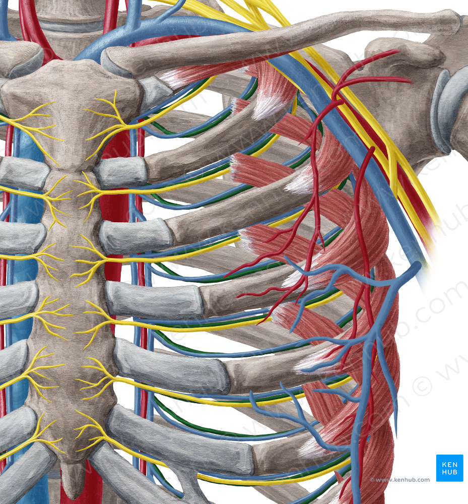Anterior intercostal artery (#1145)