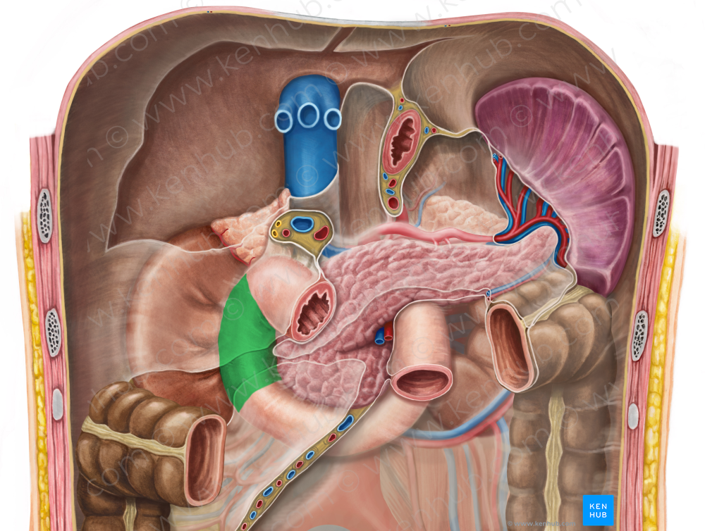 Descending part of duodenum (#7697)