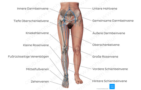 Main veins of the lower limb (German)